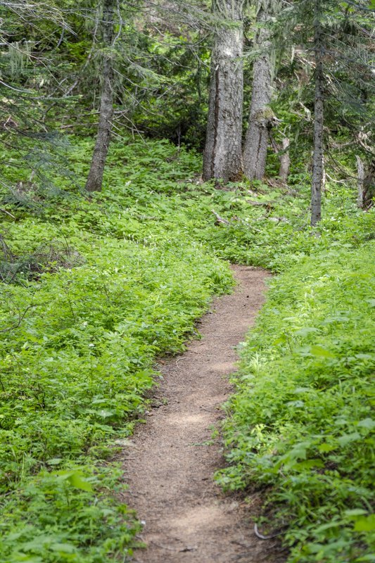 Cone Peak Trail